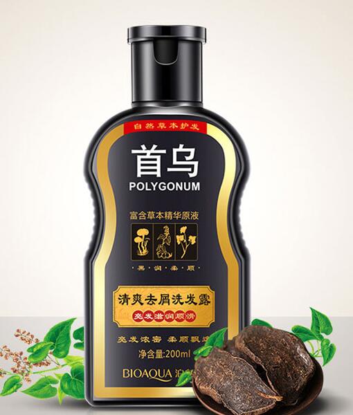 Polygonum shampoo